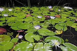 Nouchali: Waterlily