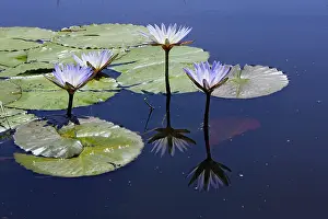 Nouchali: Waterlily
