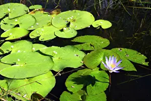 Nouchali: Waterlily