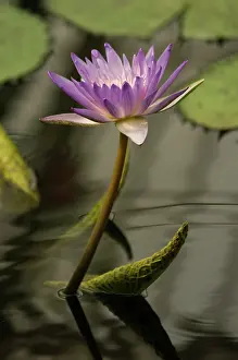 Violacea: Waterlily