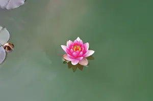 Minimal: Waterlily