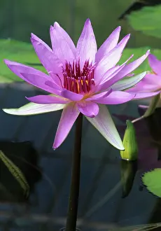 Goddess: Waterlily
