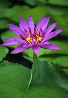 Ronda: Waterlily