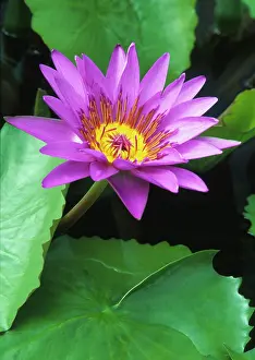 Moore: Waterlily