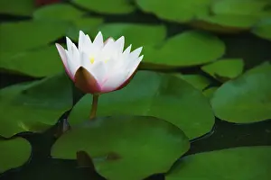 Aloof: Waterlily