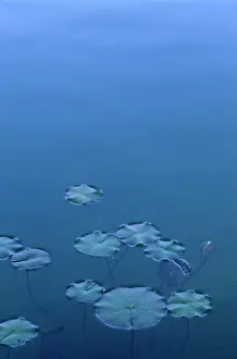 Minimal: Waterlily