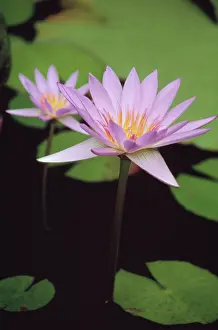 Capensis: Waterlily