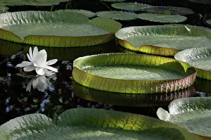 Paraguay: Waterlily