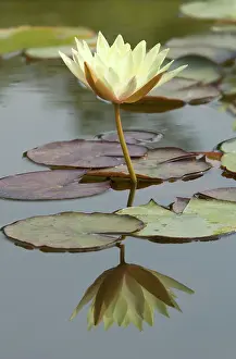 Grandiflora: Waterlily