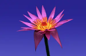 Ronda: Waterlily
