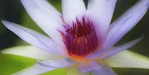 Waterlily: Waterlily