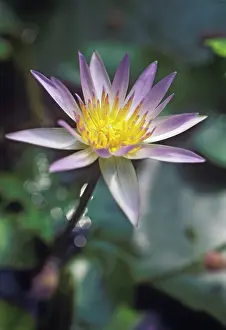 Optimism: Waterlily