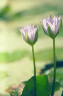 Waterlily: Waterlily