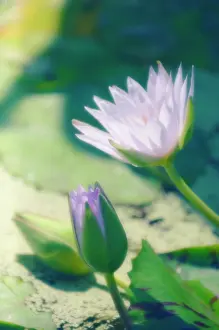 Waterlily: Waterlily