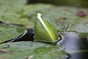 Waterlily: Waterlily