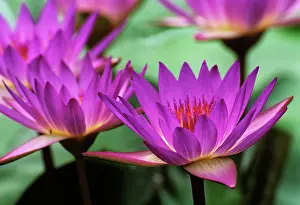 Strive: Waterlily