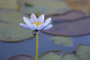 Sympathy: Waterlily
