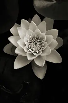 Blown: Waterlily