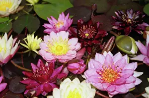 Combined: Waterlily