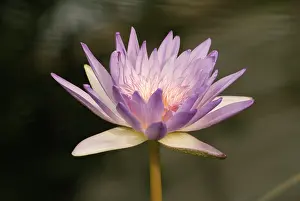 Splendid: Waterlily