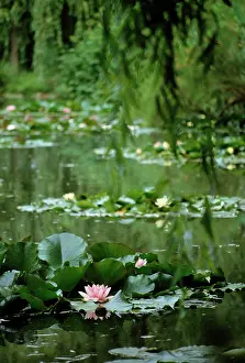 Layers: Waterlily