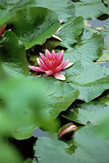 Salix: Waterlily