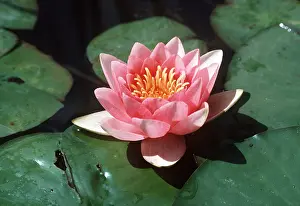 Waterlily: WATERLILY - close-up of open pink flower