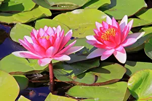 Nouchali: Waterlily - in flower