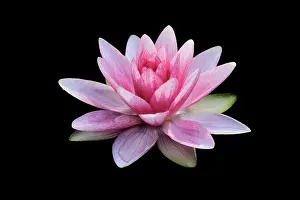 Waterlilies: Waterlily - flowering in garden pond