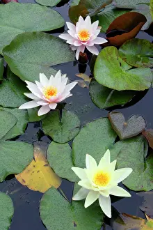 Pads: Waterlily - flowering plant in garden pond
