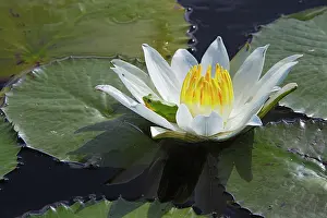 Nouchali: Waterlily - with frog resting in flower