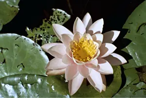 Waterlily: WATERLILY / Pond Lily - close-up of flower