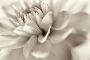 Combined: Waterlily type dahlia close up showing petals