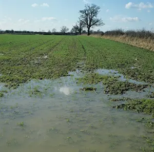 Flooding: Waterlogged field of young wheat