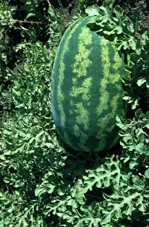 Patch: Watermelon