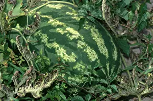 Patch: Watermelon
