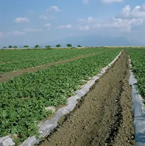 Covering: Watermelon (Citrullus lanatus) crop