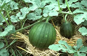 Cucurbitaceae: Watermelon fruit resting on straw