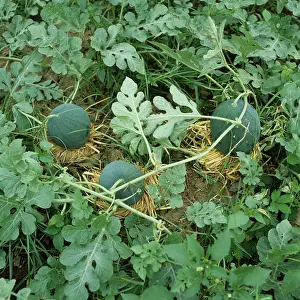 Cucurbitaceae: Watermelons (Citrullus lanatus) resting on straw