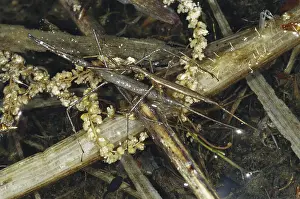 Stick: Waterscorpions