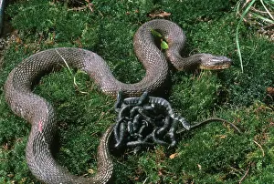 Natrix: Watersnake and Brood