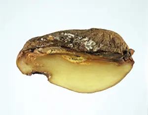 Watery: Watery wound rot on Potato
