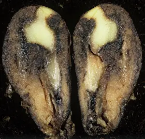 Watery: Watery wound rot in a potato
