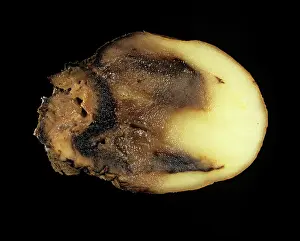 Watery: Watery wound rot (Pythium ultimum)