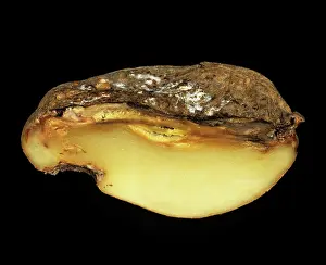 Watery: Watery wound rot (Pythium ultimum)