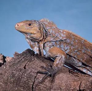 Salvador: Watling Island Iguana