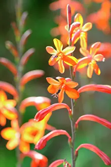 Flowe: Watsonia, Watsonia Stanford Scarlet, Orange coloured flowe