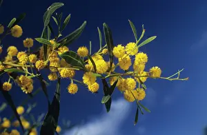 Mimosa: Wattle