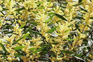 Longifolia: Wattle, Golden wattle, Acacia longifolia, close