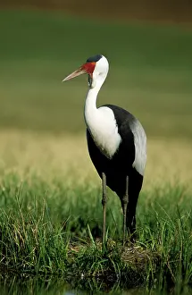 Carunculatus: Wattled Crane